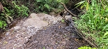 Plants: image 87 Of 208 Thumb
